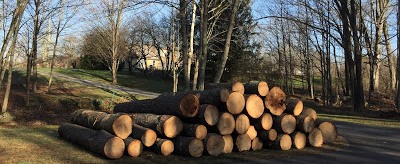 Litany for Pines